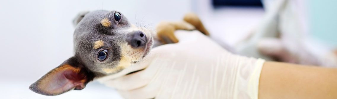 Un perro pequeño está siendo examinado por un veterinario.