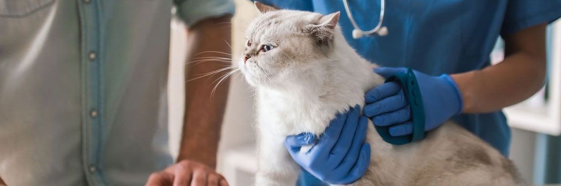 Un gato está siendo examinado por un veterinario en una clínica veterinaria.
