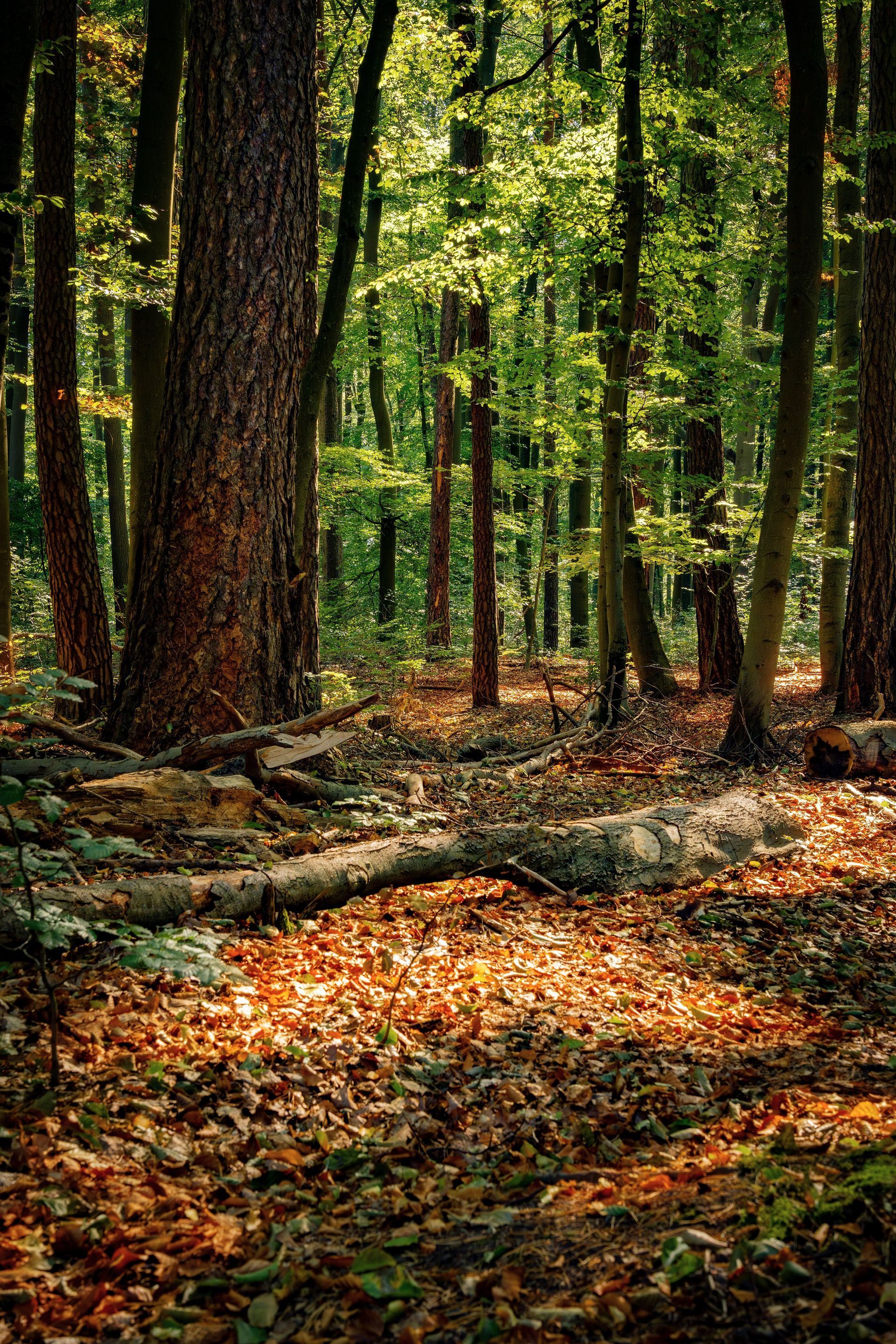 Element Erde, Bäume im Wald