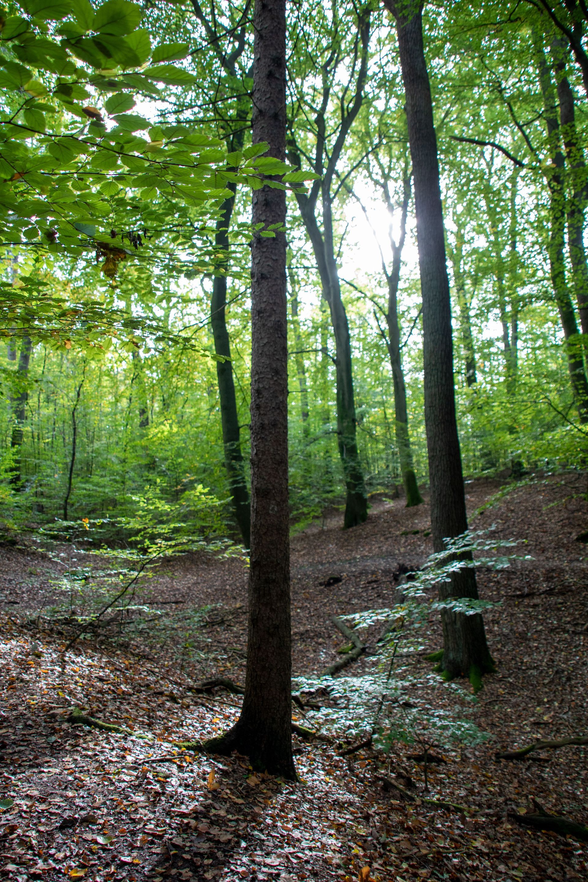 Element Erde, Bäume im Wald