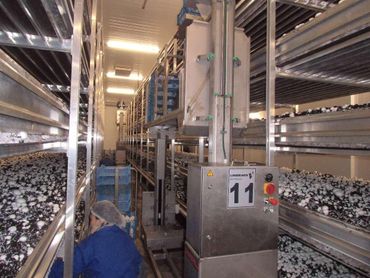 Production et vente de champignons dans le Calvados (14)