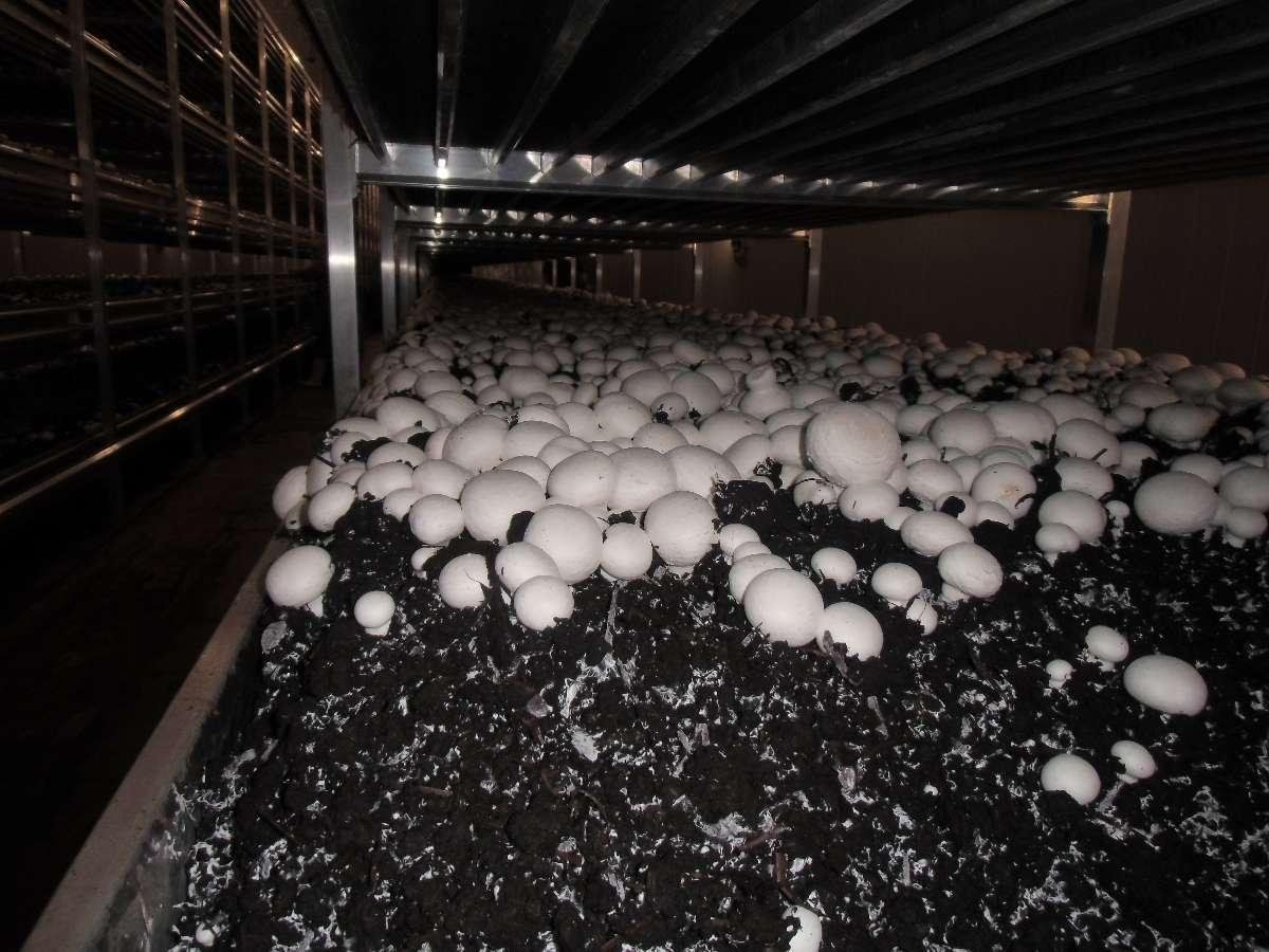 Production de champignons dans le Calvados (14)
