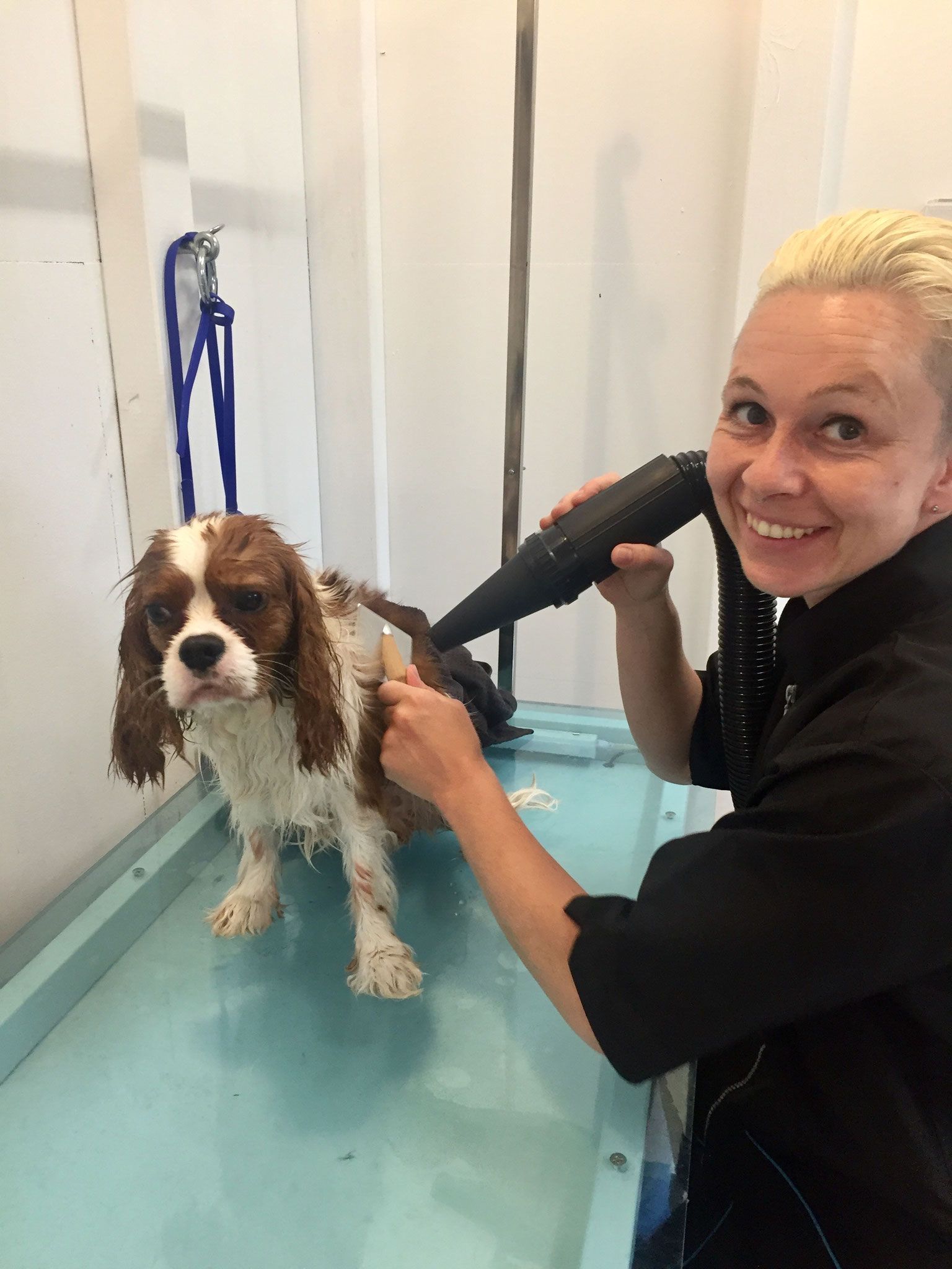 Hundesalon Sorriso Rüti ZH - Föhnen