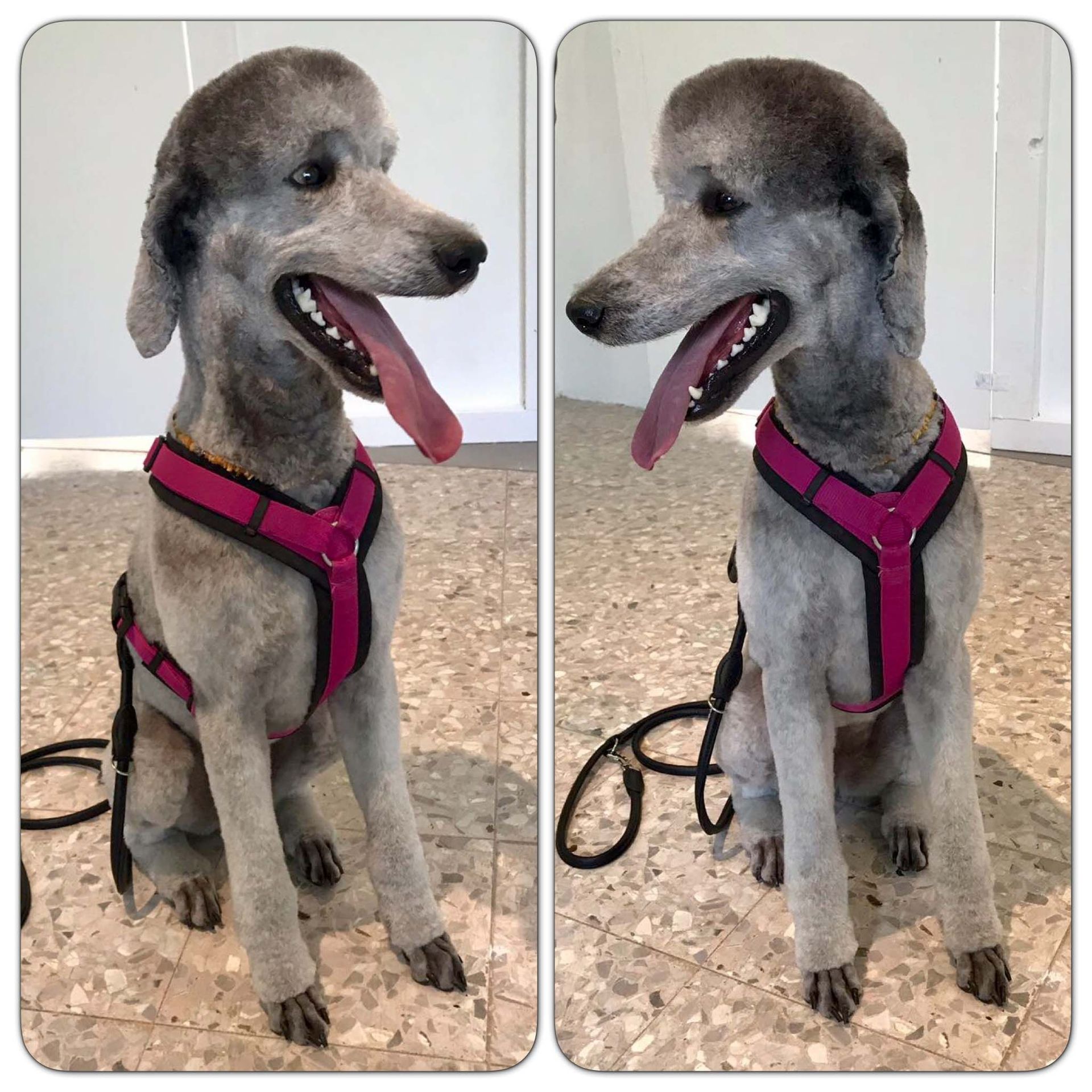 Hundesalon Sorriso Rüti ZH - Pudel nach Kundenwunsch geschnitten