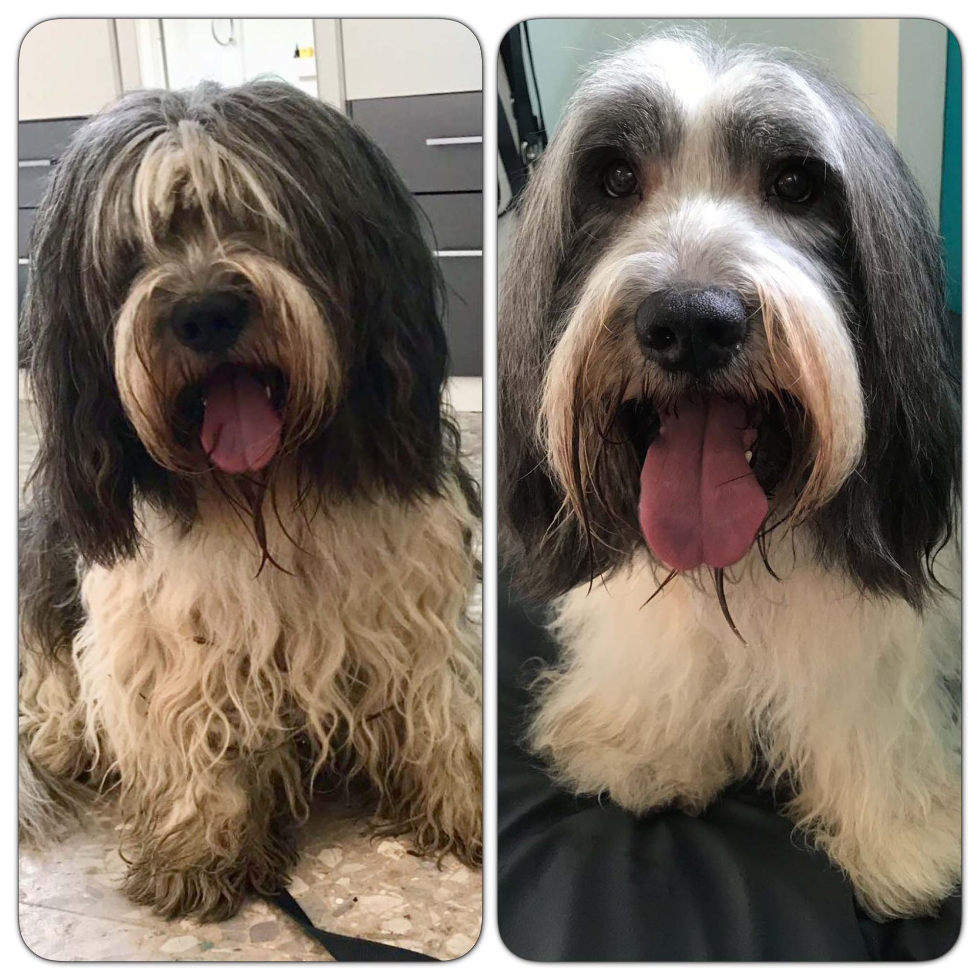Hundesalon Sorriso Rüti ZH - Vorher/Nachher