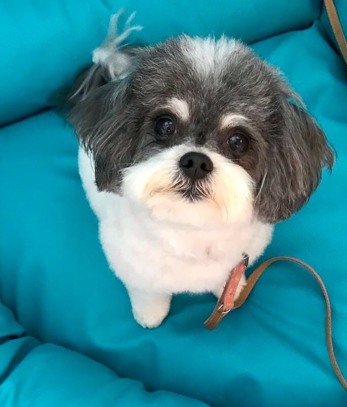 Hundesalon Sorriso Rüti ZH - Wie frisch aus dem Ei gepellt :-)