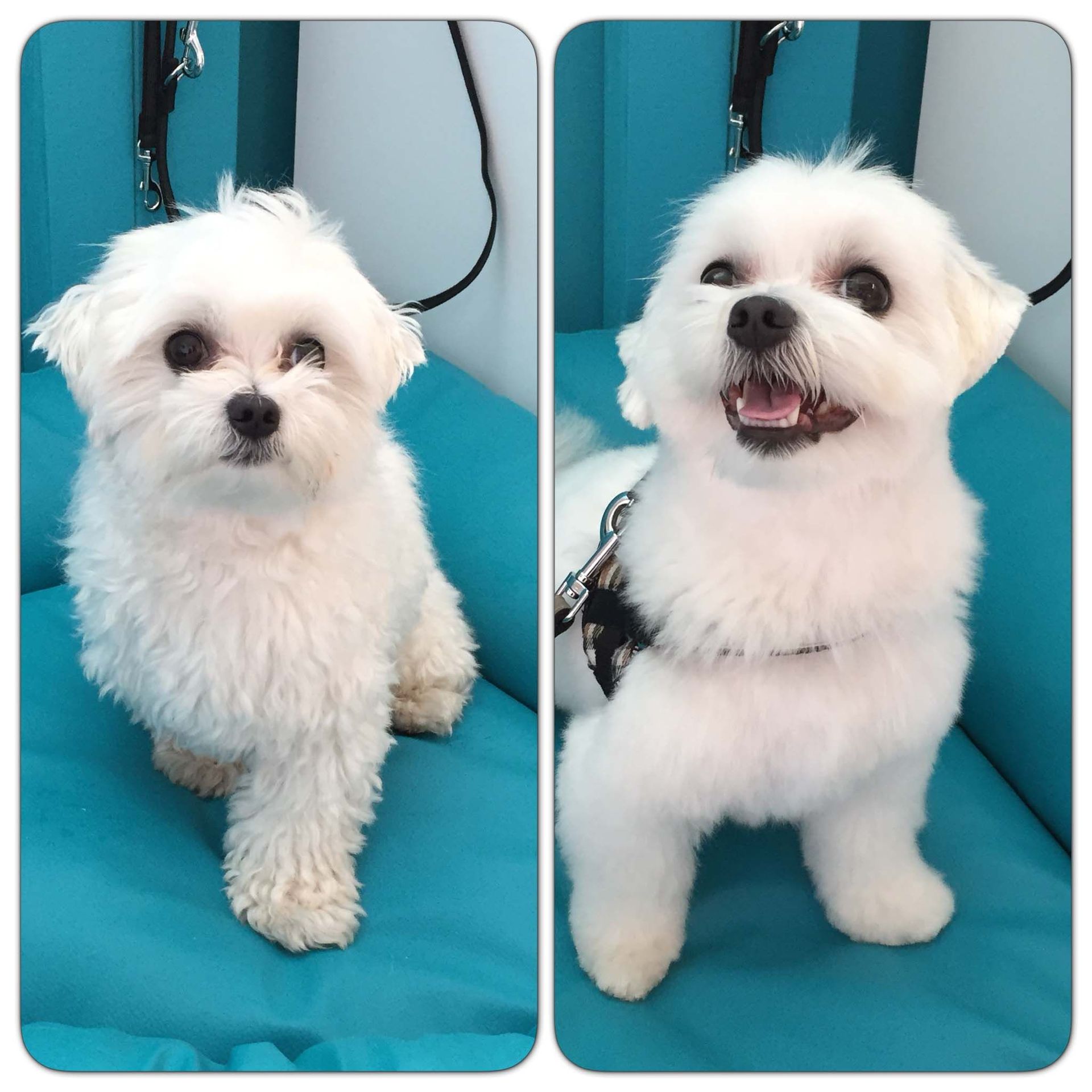 Hundesalon Sorriso Rüti ZH - Vorher/Nachher