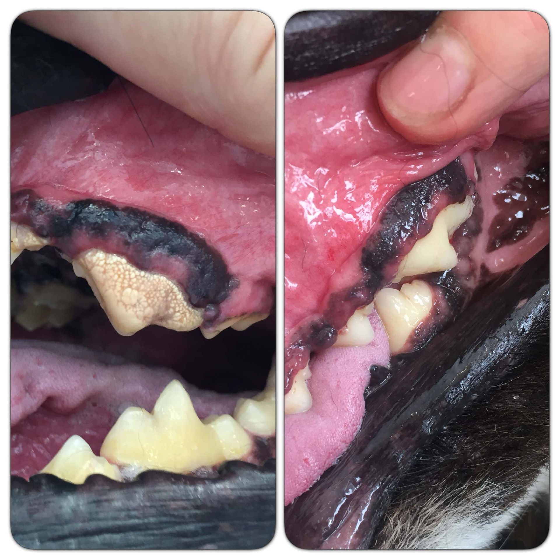 Hundesalon Sorriso Rüti ZH - Zahnsteinentfernung mit Ultraschalt (dazu braucht es KEINE Narkose)