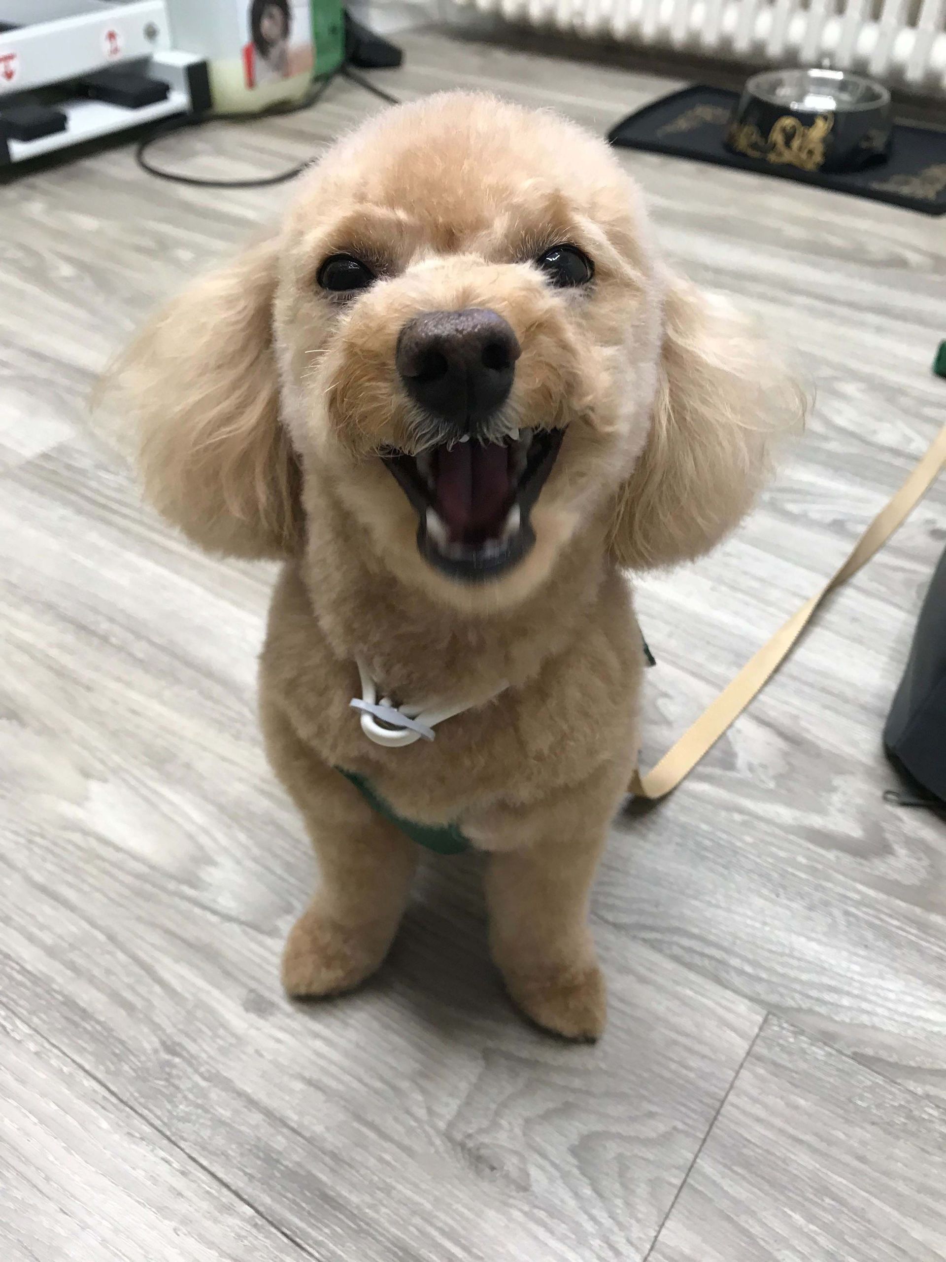 Hundesalon Sorriso Rüti ZH - Hund