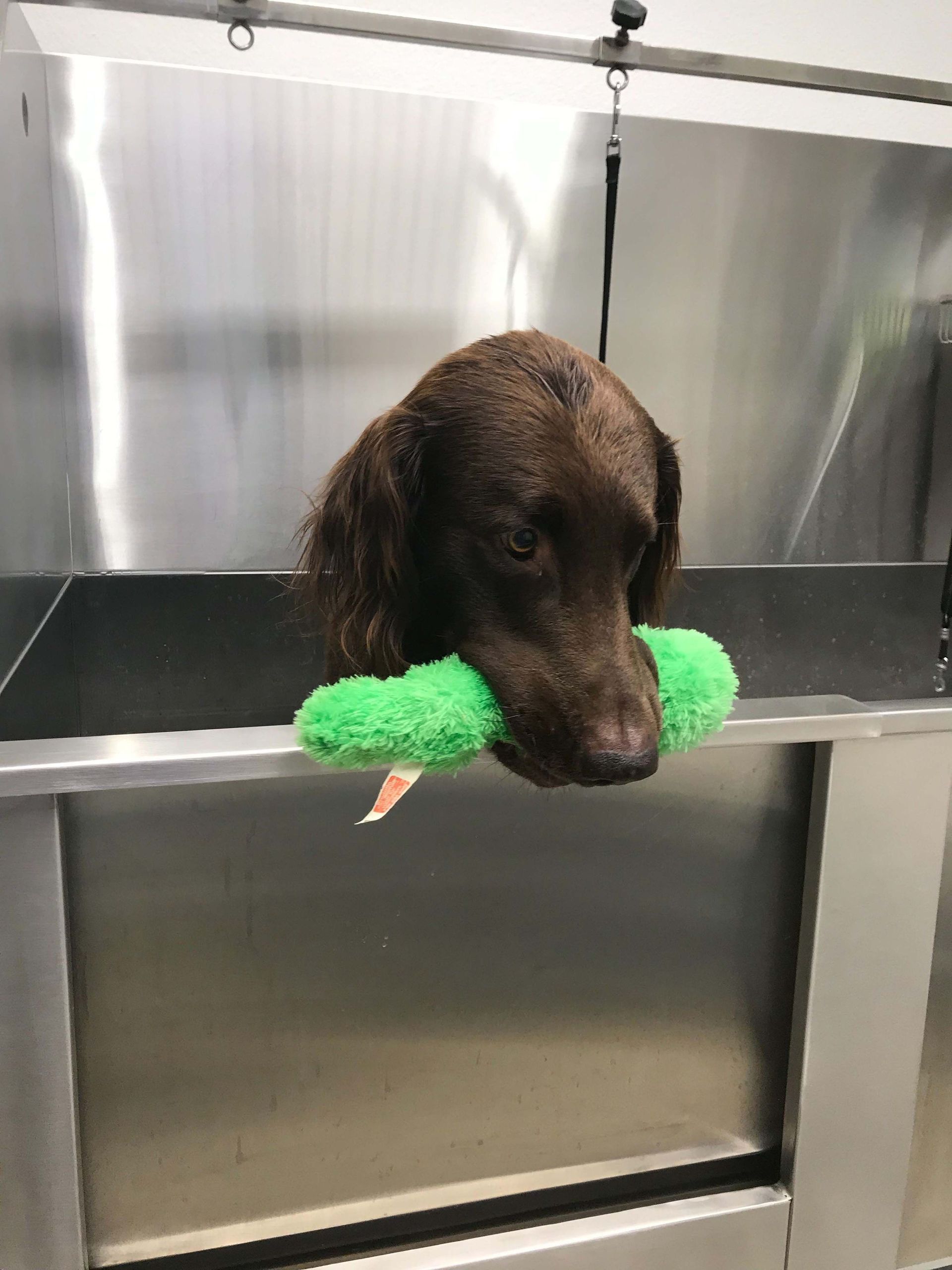 Hundesalon Sorriso Rüti ZH - Hund Baden