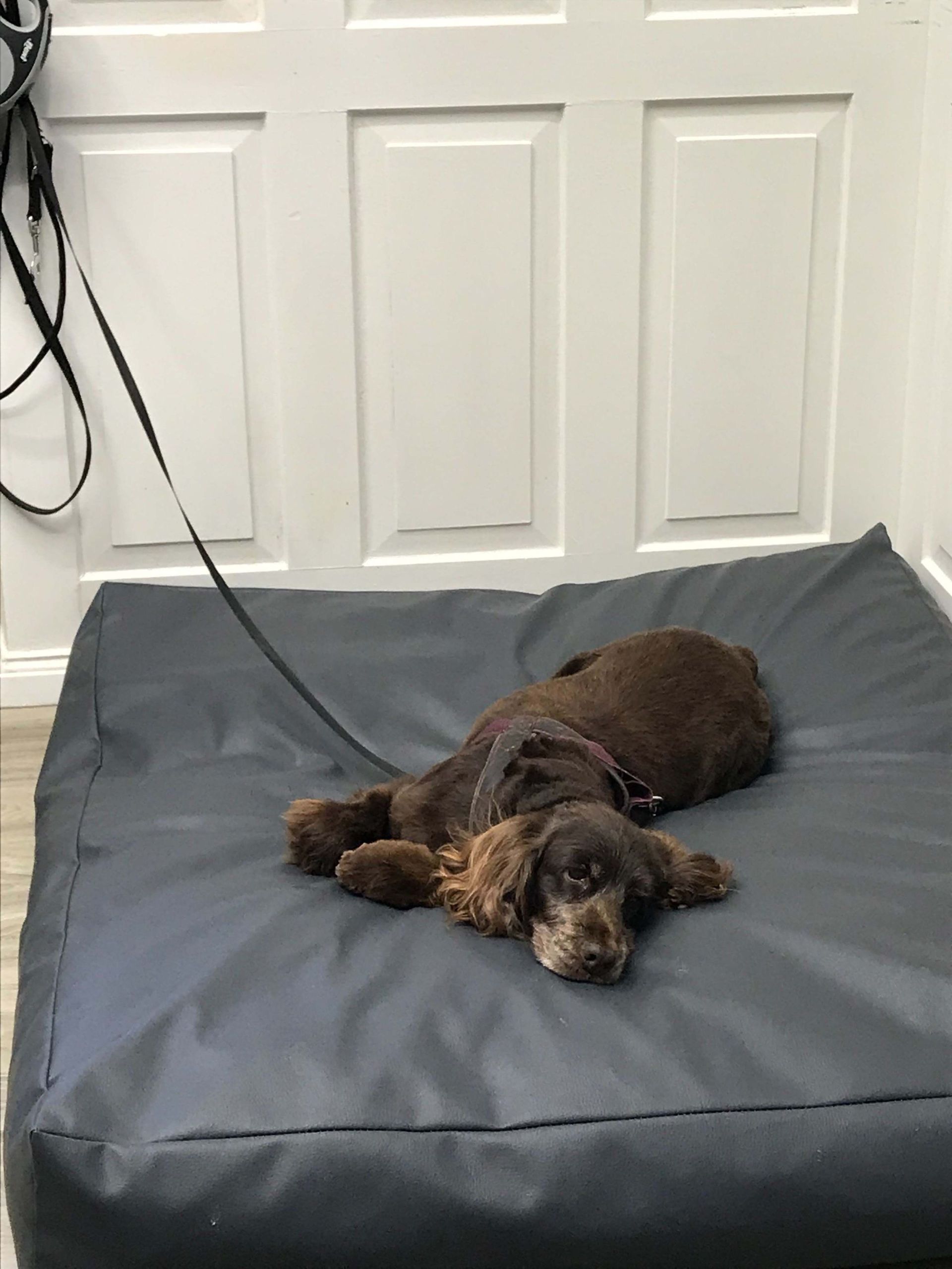 Hundesalon Sorriso Rüti ZH - Hund