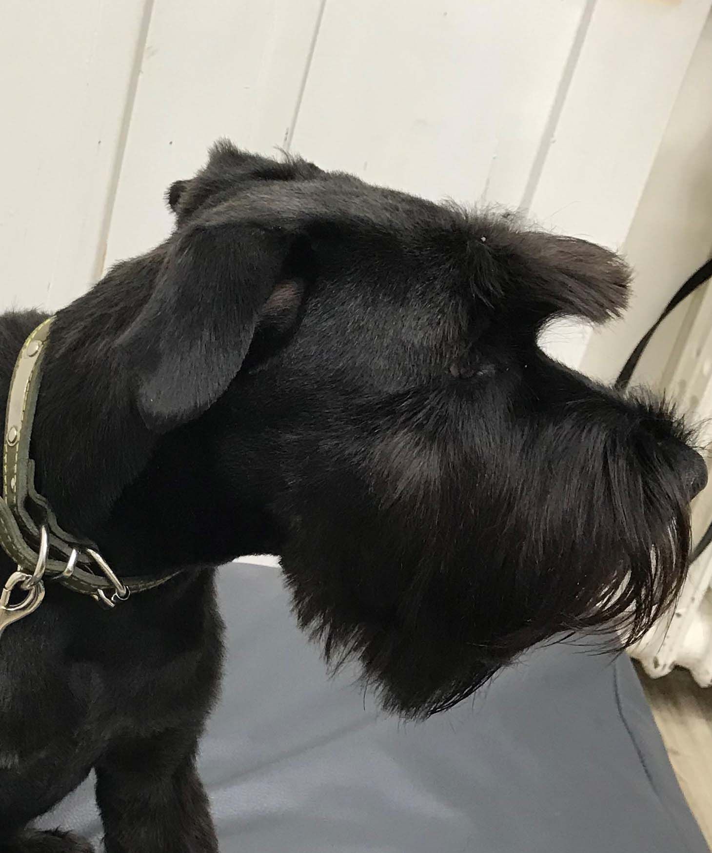 Hundesalon Sorriso Rüti ZH - Hund schwarz