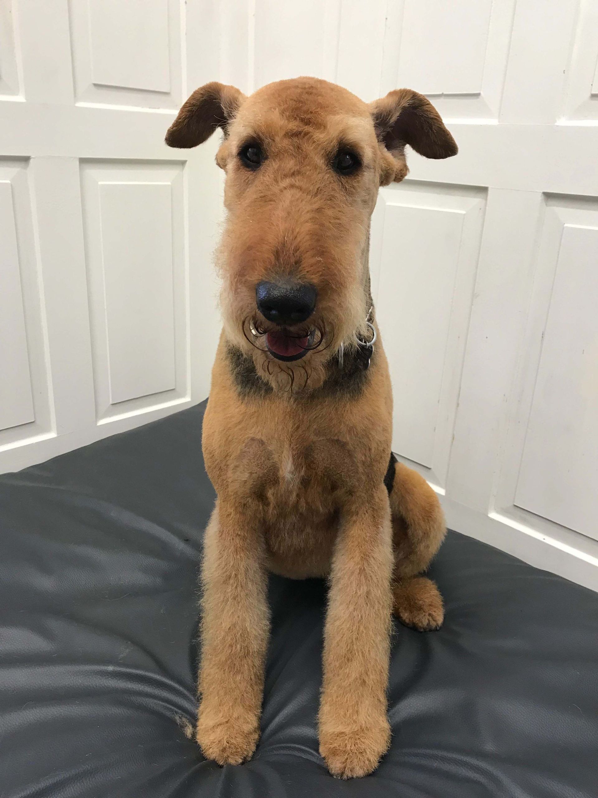 Hundesalon Sorriso Rüti ZH - Hund getrimmt