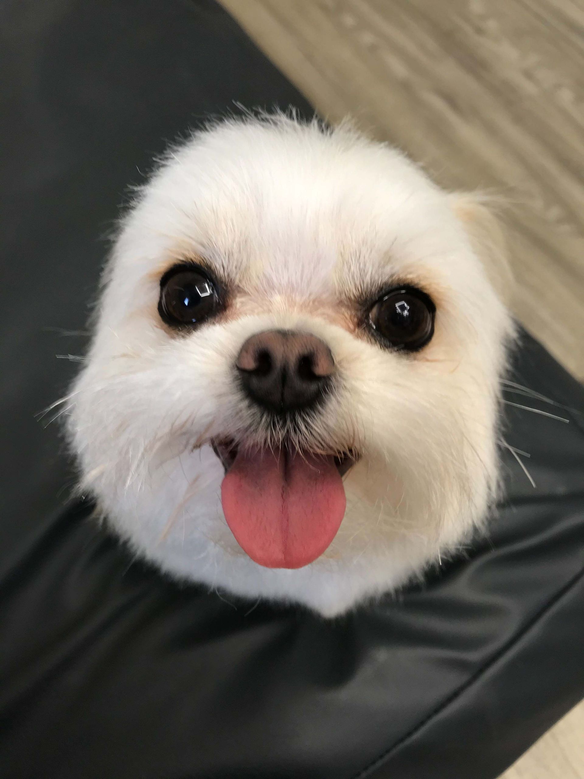 [copmany_name] Rüti ZH - sehr kleiner Hund