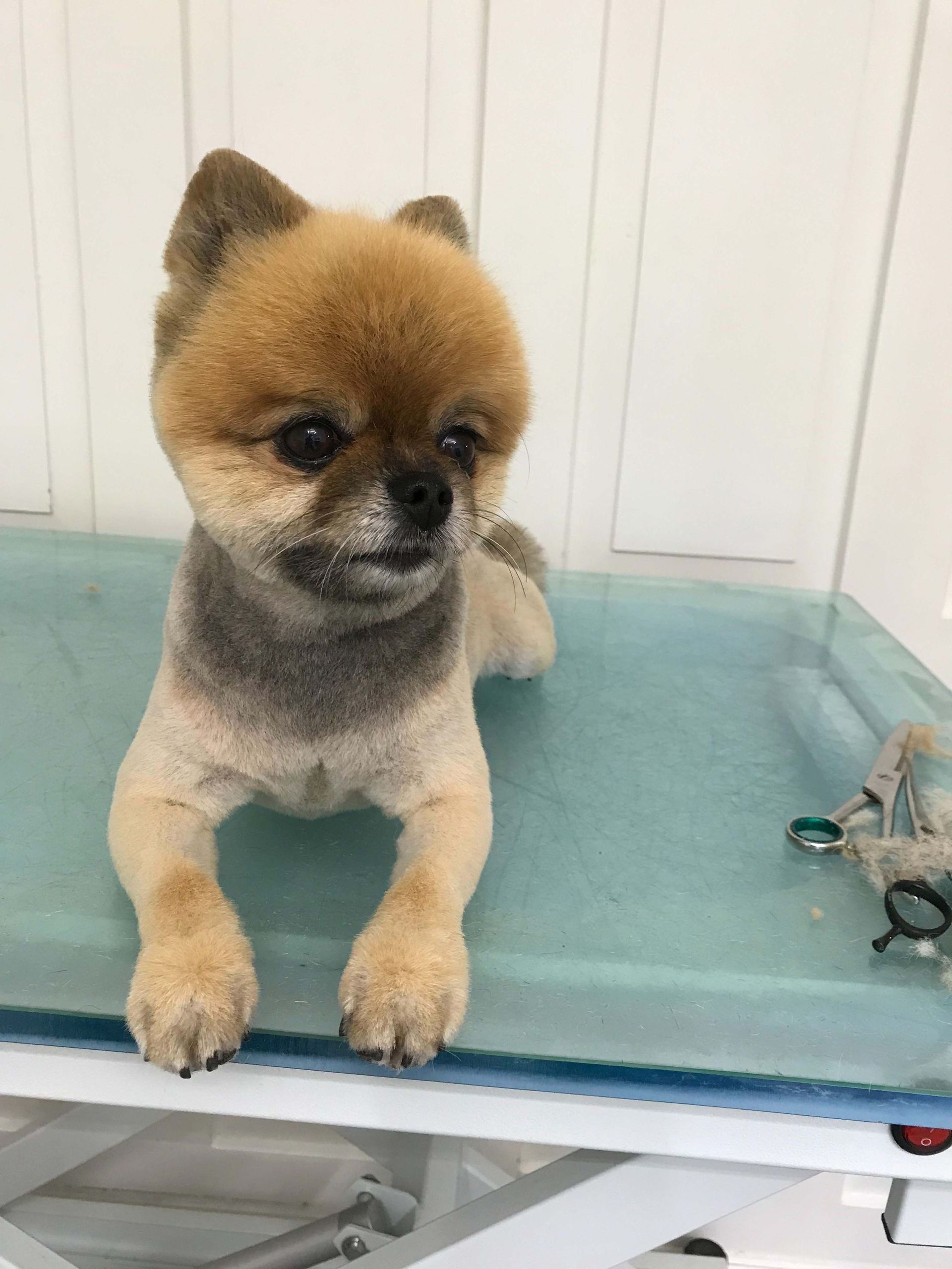 Hundesalon Sorriso Rüti ZH - Hund klein