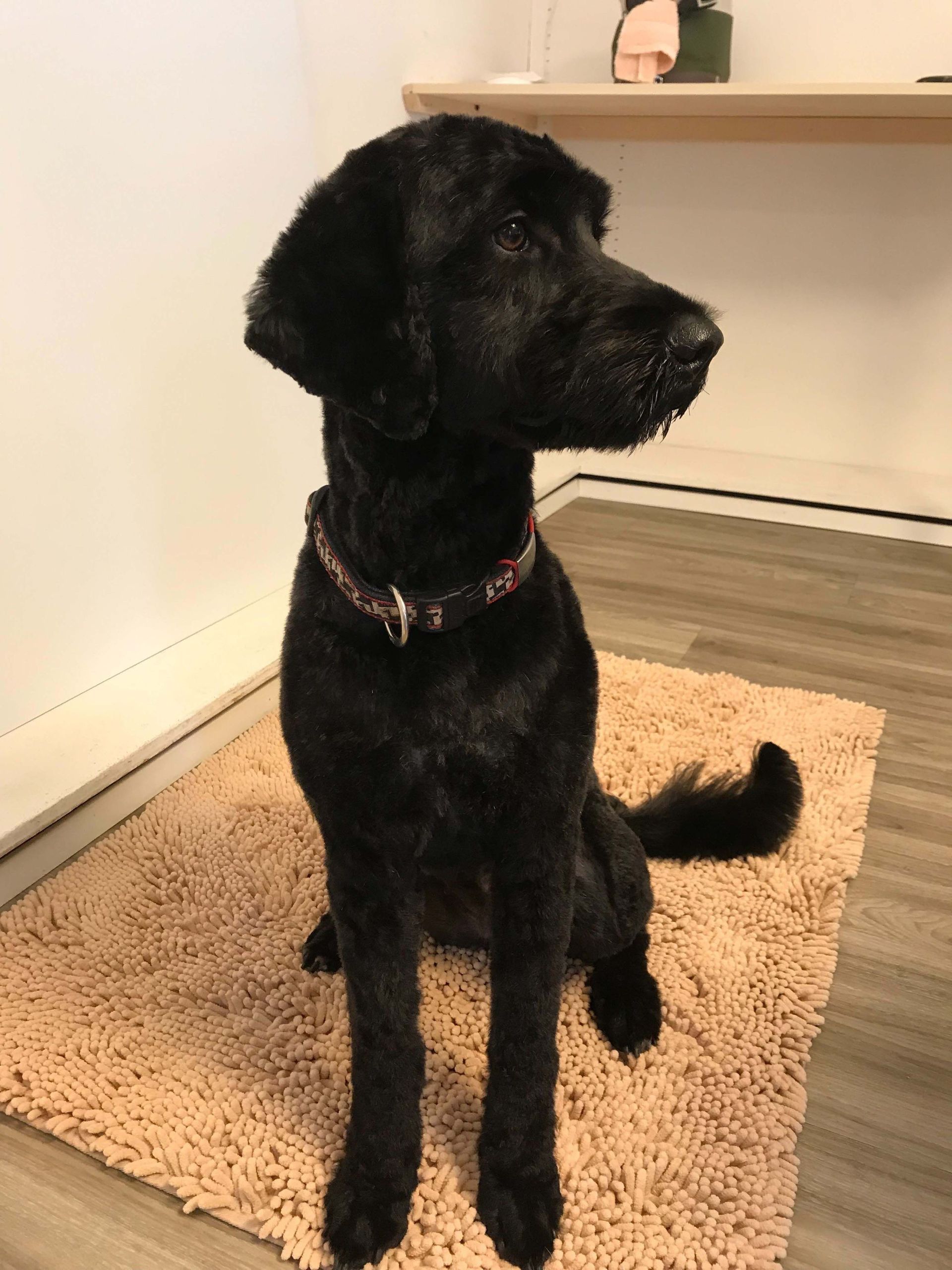 Hundesalon Sorriso Rüti ZH - Hund schwarz