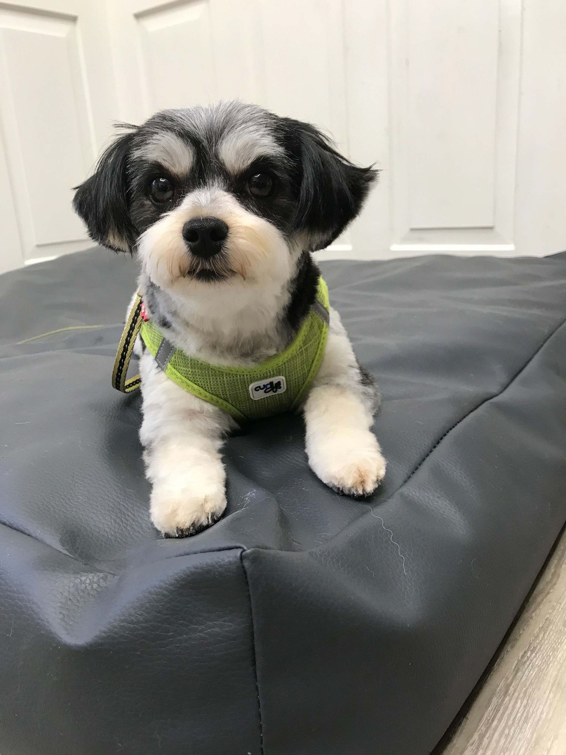 Hundesalon Sorriso Rüti ZH - Kleiner Hund