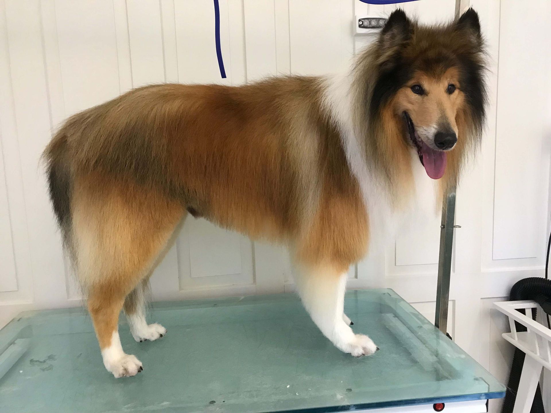 Hundesalon Sorriso Rüti ZH - Lassie