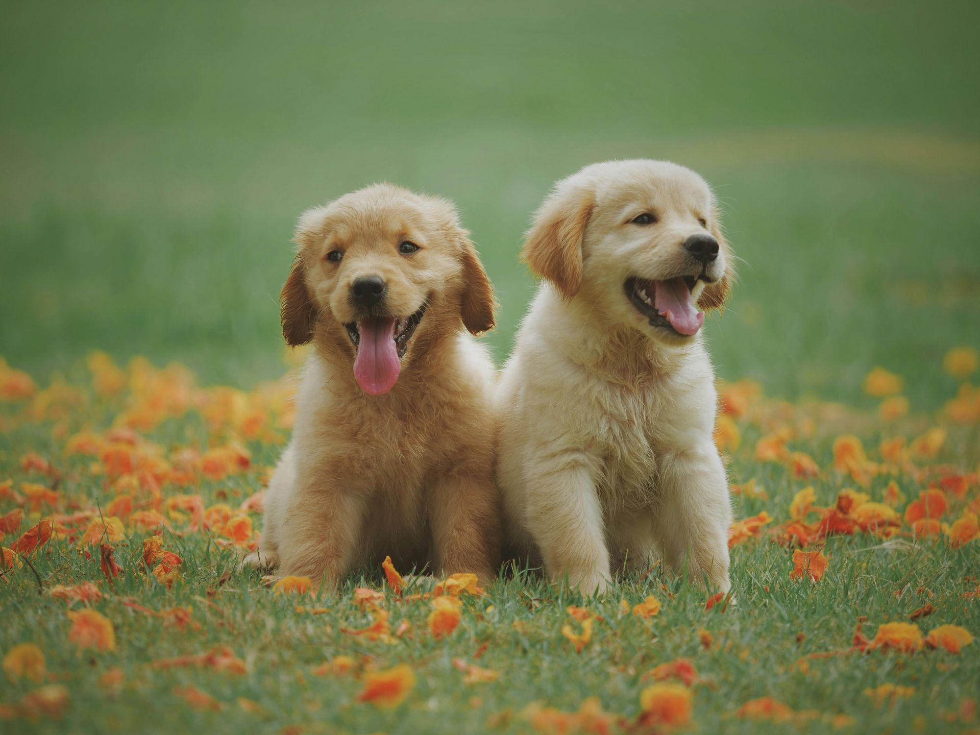 Two golden retriever puppies sit side-by-side, panting with tongues out, in a grassy field with orange flowers.