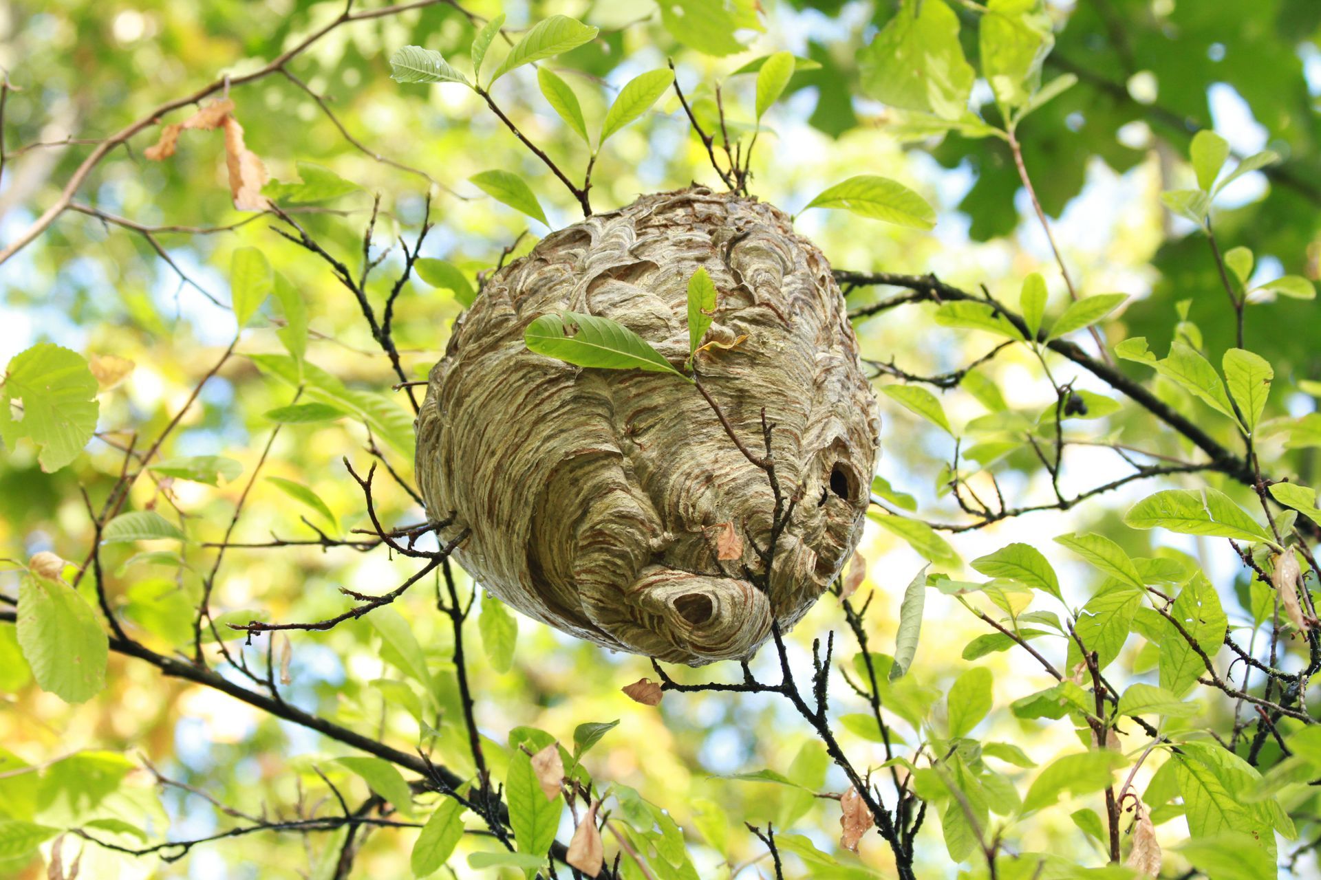 Gros nid de frelons dans un arbre