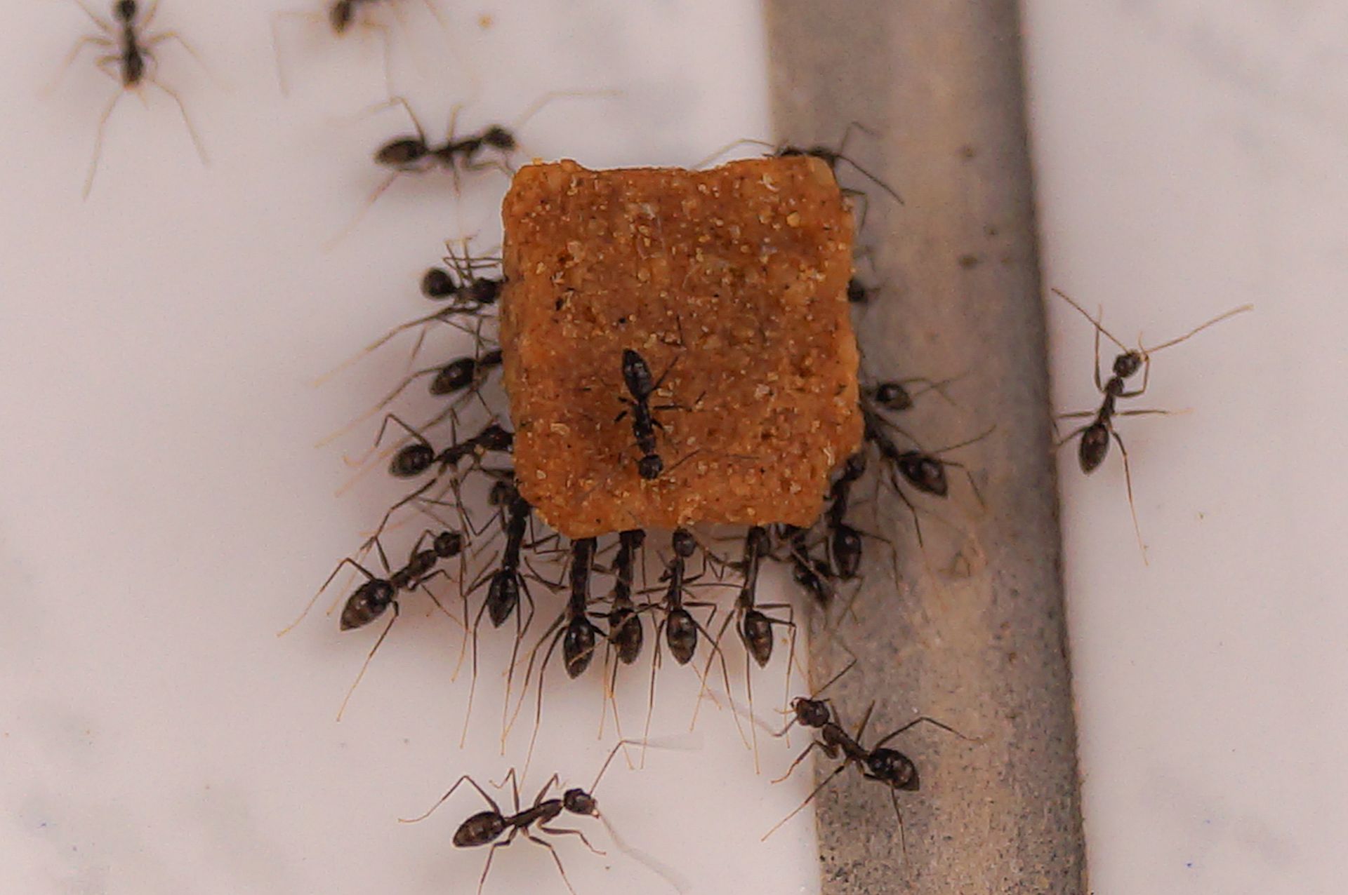 Plusieurs fourmis autour d'un morceau de gâteau