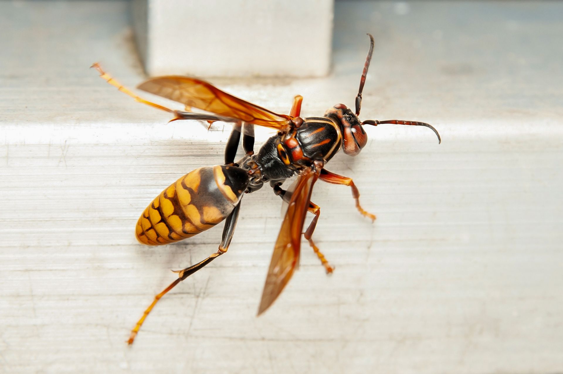 Frelon vu de très prés