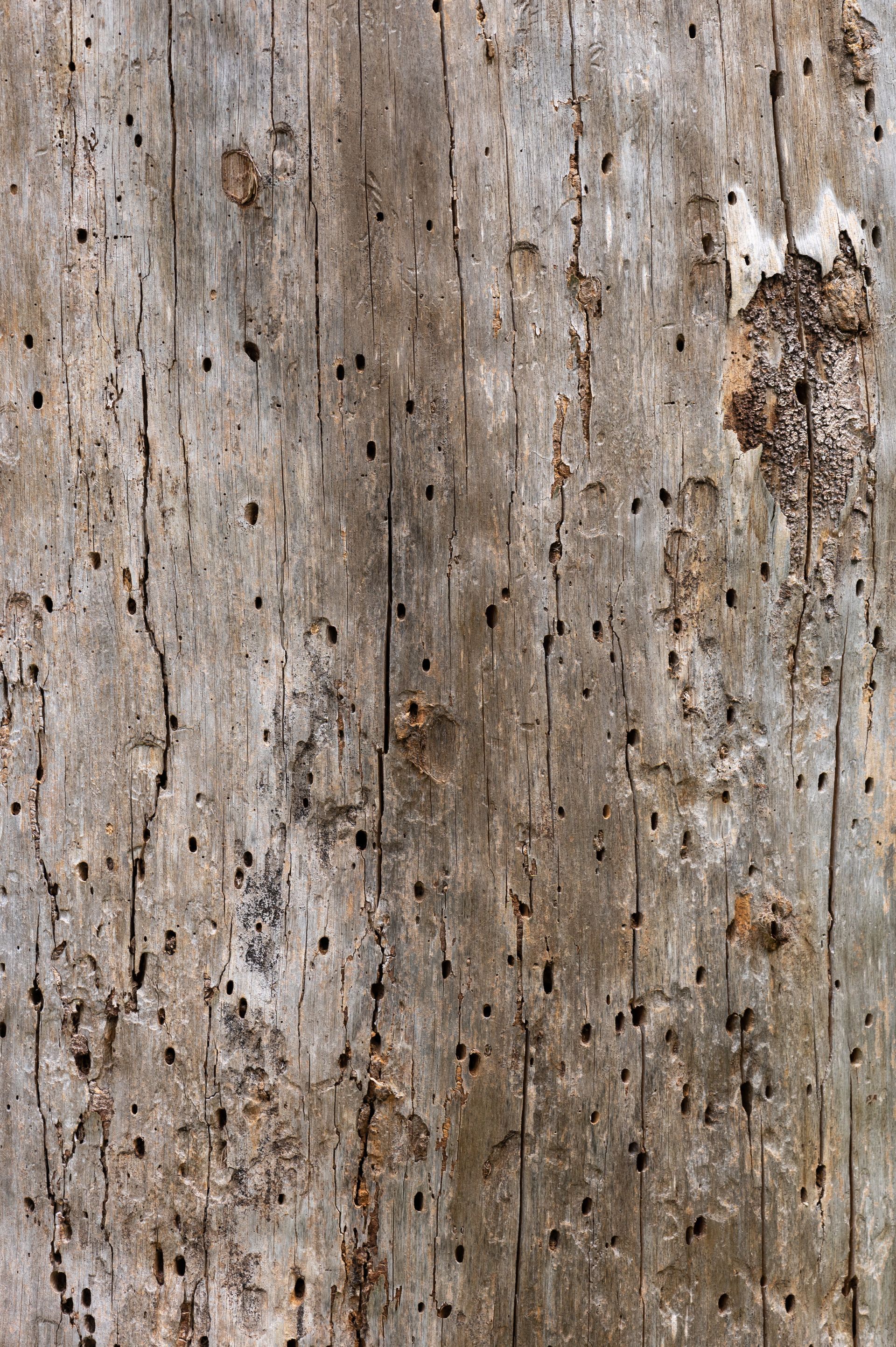 Bois de charpente qui présente des trous dus aux insectes