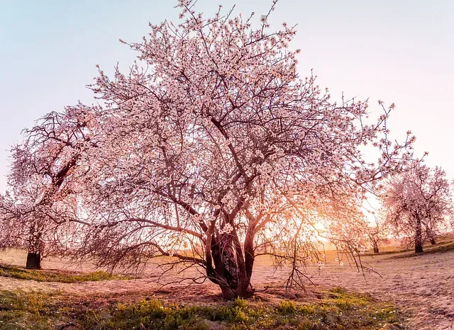 El sol brilla a través de las ramas de un cerezo en flor.