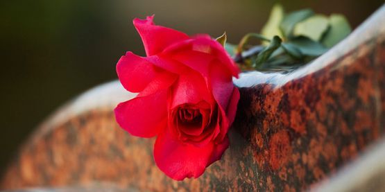 Una rosa roja está sentada encima de una lápida.