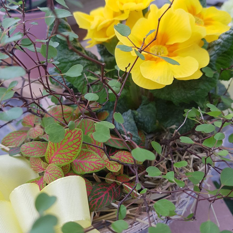 Flos Edelweiss OyFlos Edelweiss Oy