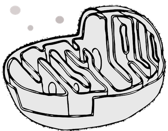 Cindy-Mareike Golde, Heilpraktikerin & Apothekerin