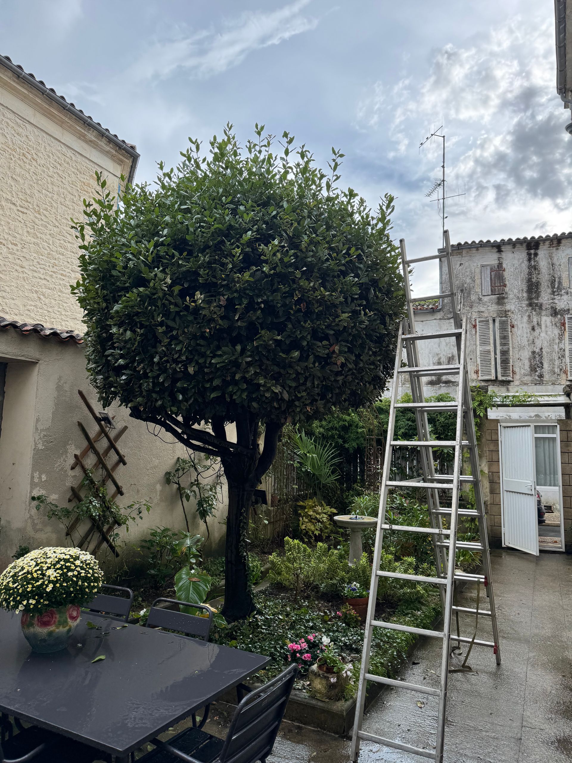 Arbre avant entretien