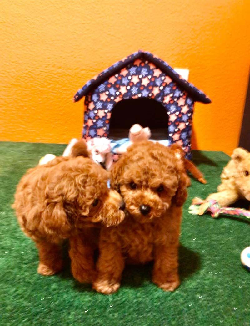 Dos pequeños cachorros marrones parados uno al lado del otro frente a una caseta para perros.