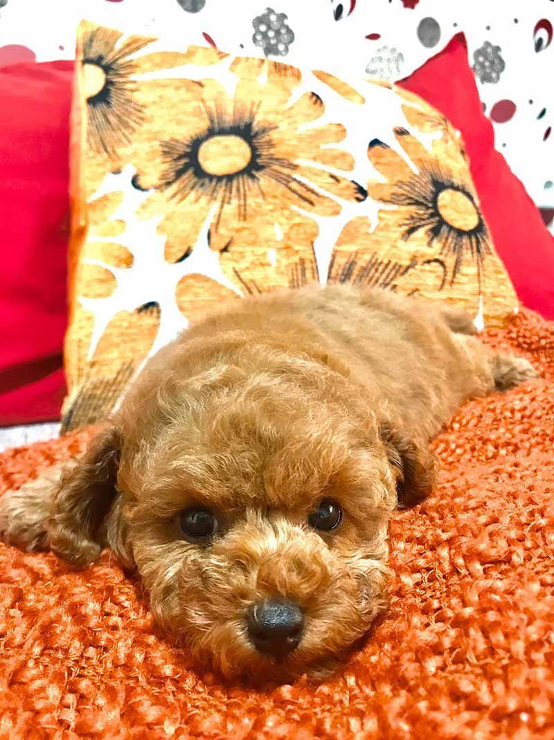 Un pequeño perro marrón está acostado en una cama junto a una almohada con flores.