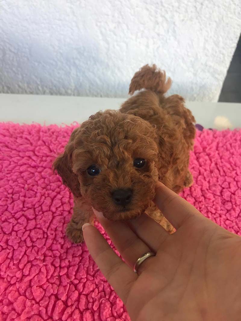 Una persona sostiene un pequeño caniche marrón sobre una manta rosa.