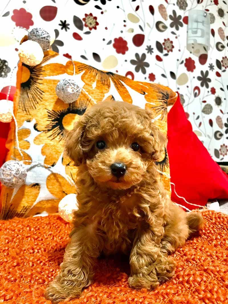 Un pequeño cachorro de caniche marrón está sentado junto a una almohada floral.