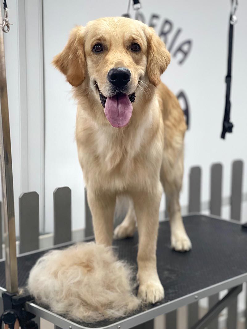 Un perro está parado sobre una mesa de aseo con la lengua afuera.