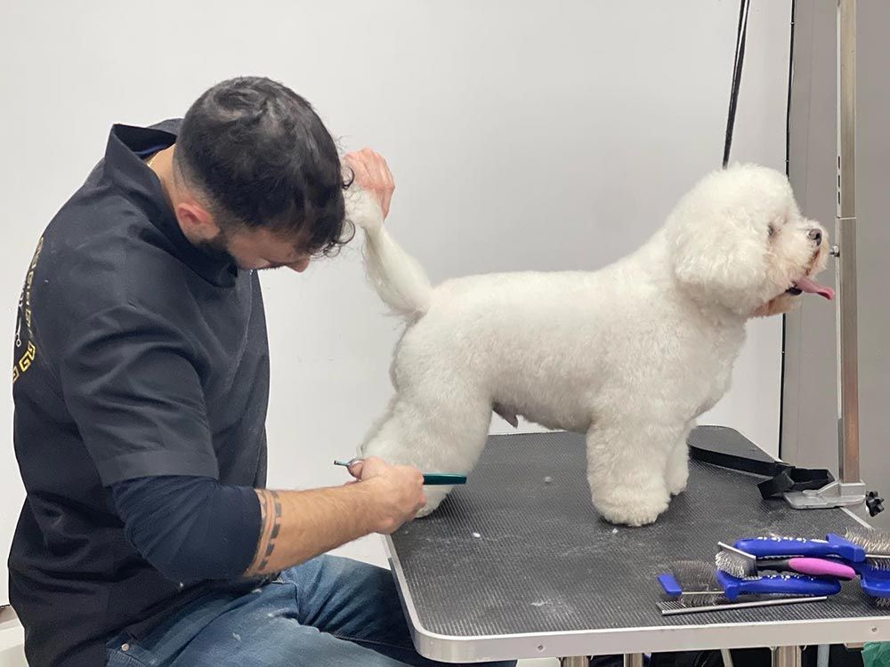Un hombre está acicalando a un pequeño perro blanco en una mesa.