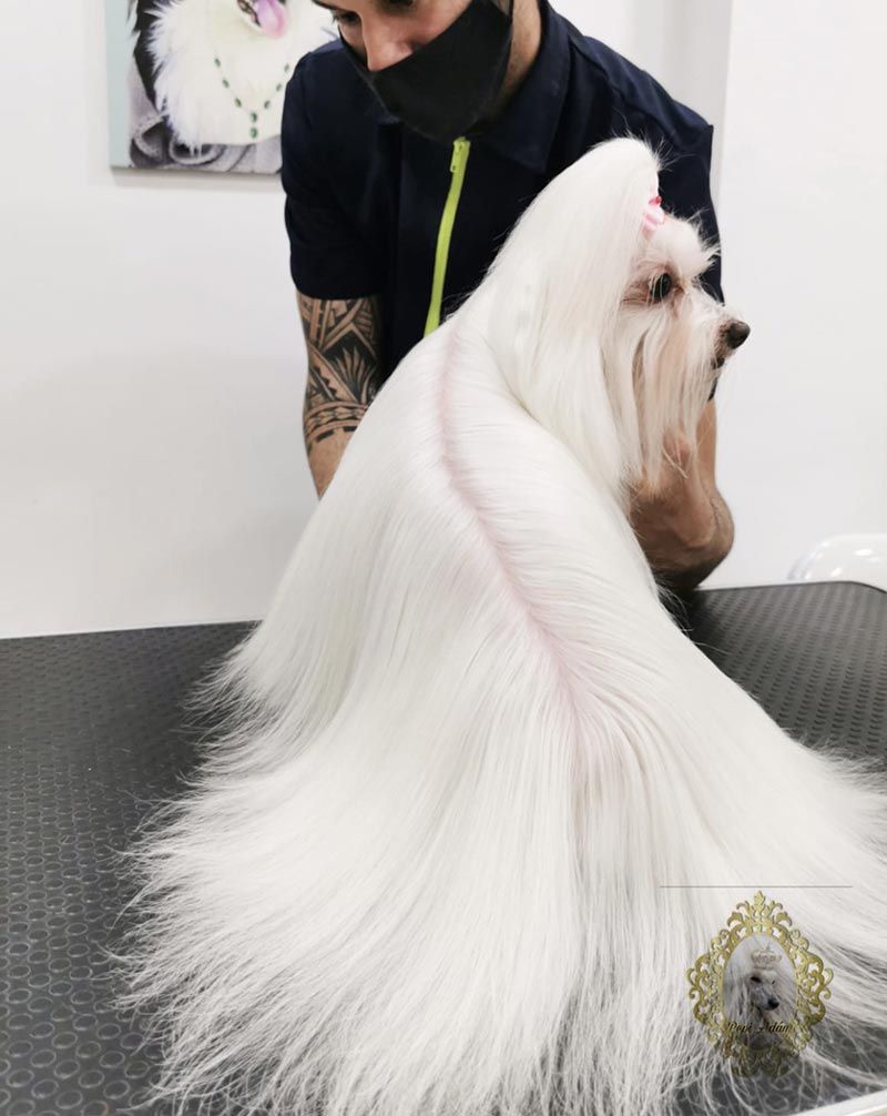 Un hombre está acicalando a un perro blanco de pelo largo.