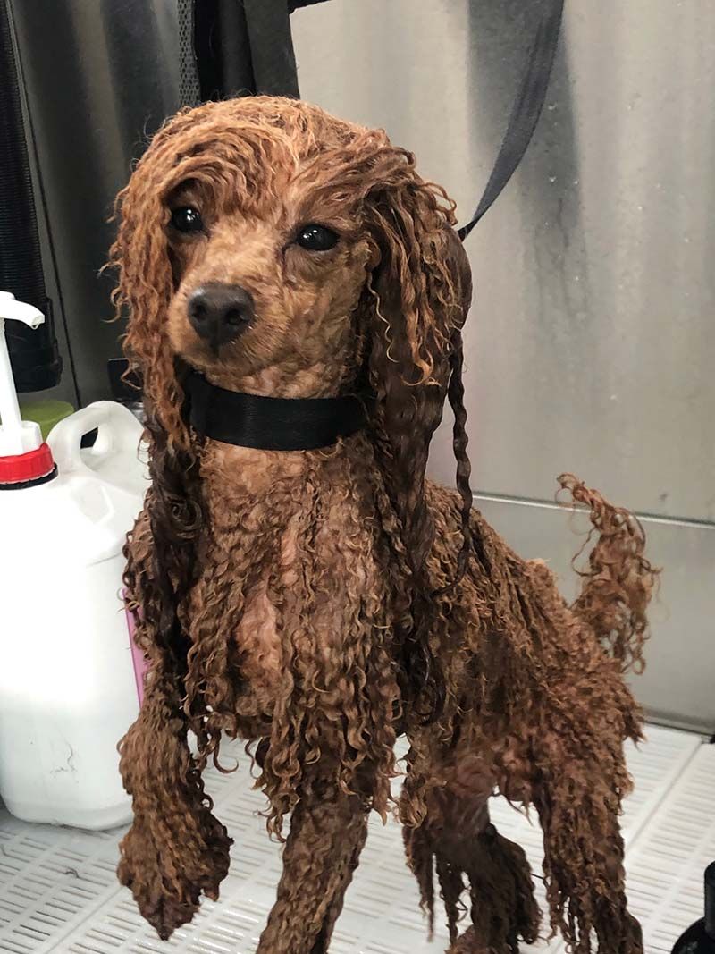 Un perro marrón con un collar negro está cubierto de barro.