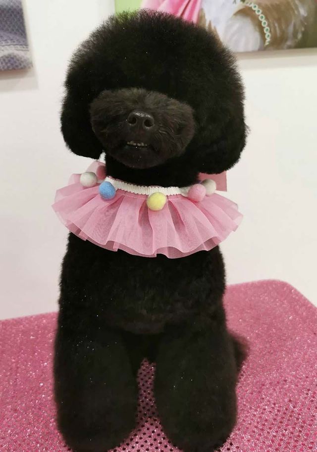 Un caniche negro con un tutú y un collar rosa.