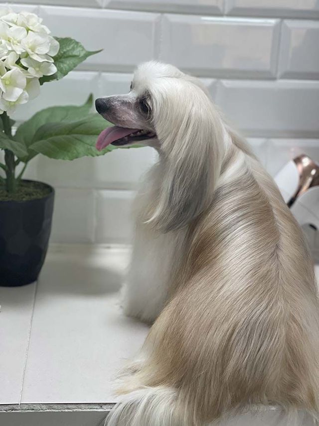 Un perro crestado chino está sentado en un mostrador junto a una planta en maceta.