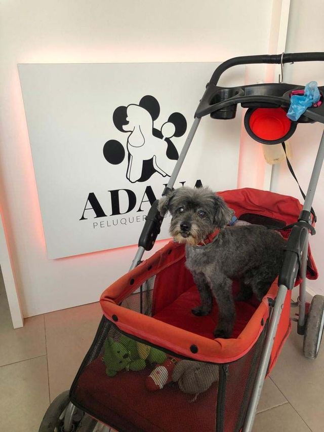 Un perro pequeño está en un cochecito frente a un cartel que dice ada