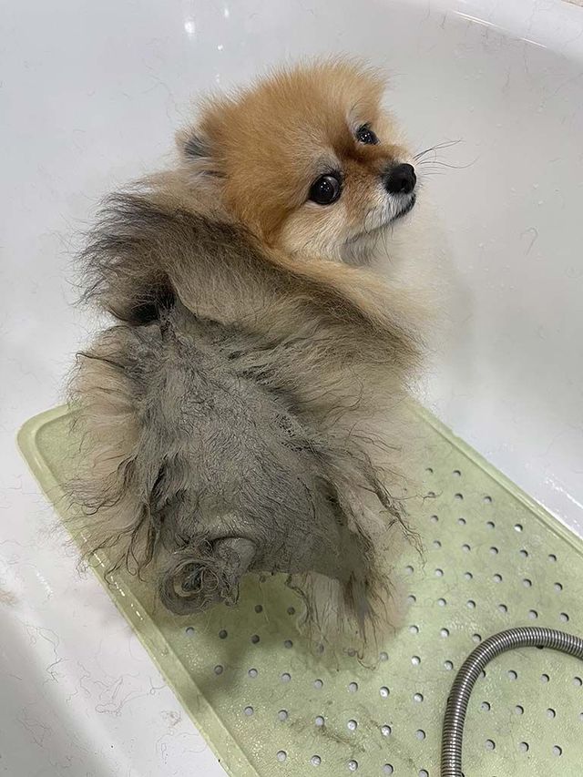 Un perro pomerania se está bañando en una bañera.