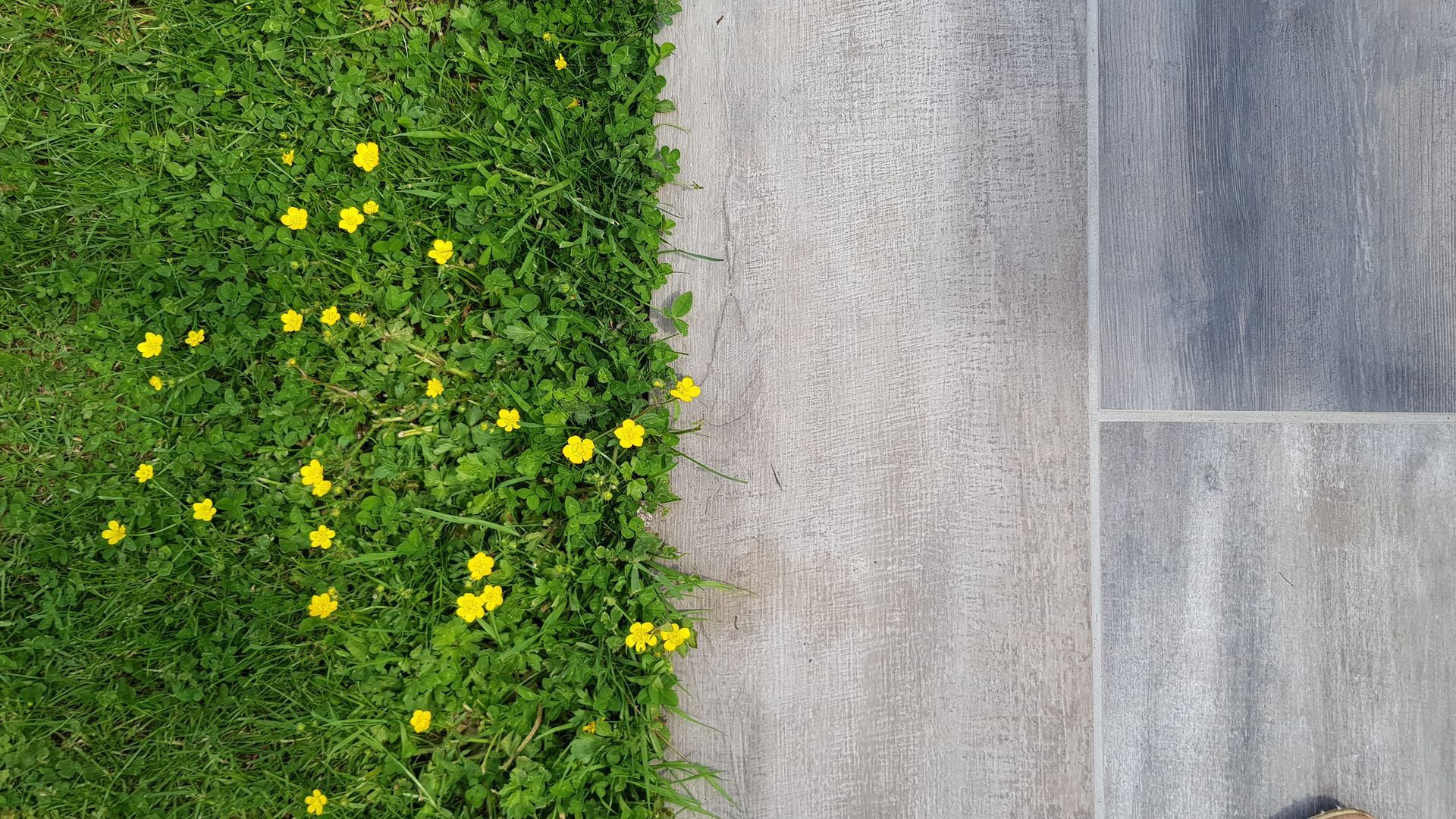 Allée en béton gris bordée d'une pelouse verte parsemée de fleurs jaunes.