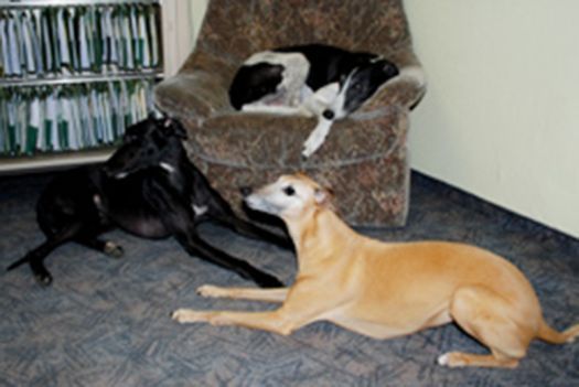 Hunde im Büro