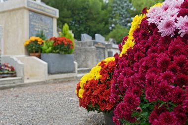 Bunte Chrysanthemen auf einem Friedhof, die Grabsteine ​​schmücken.