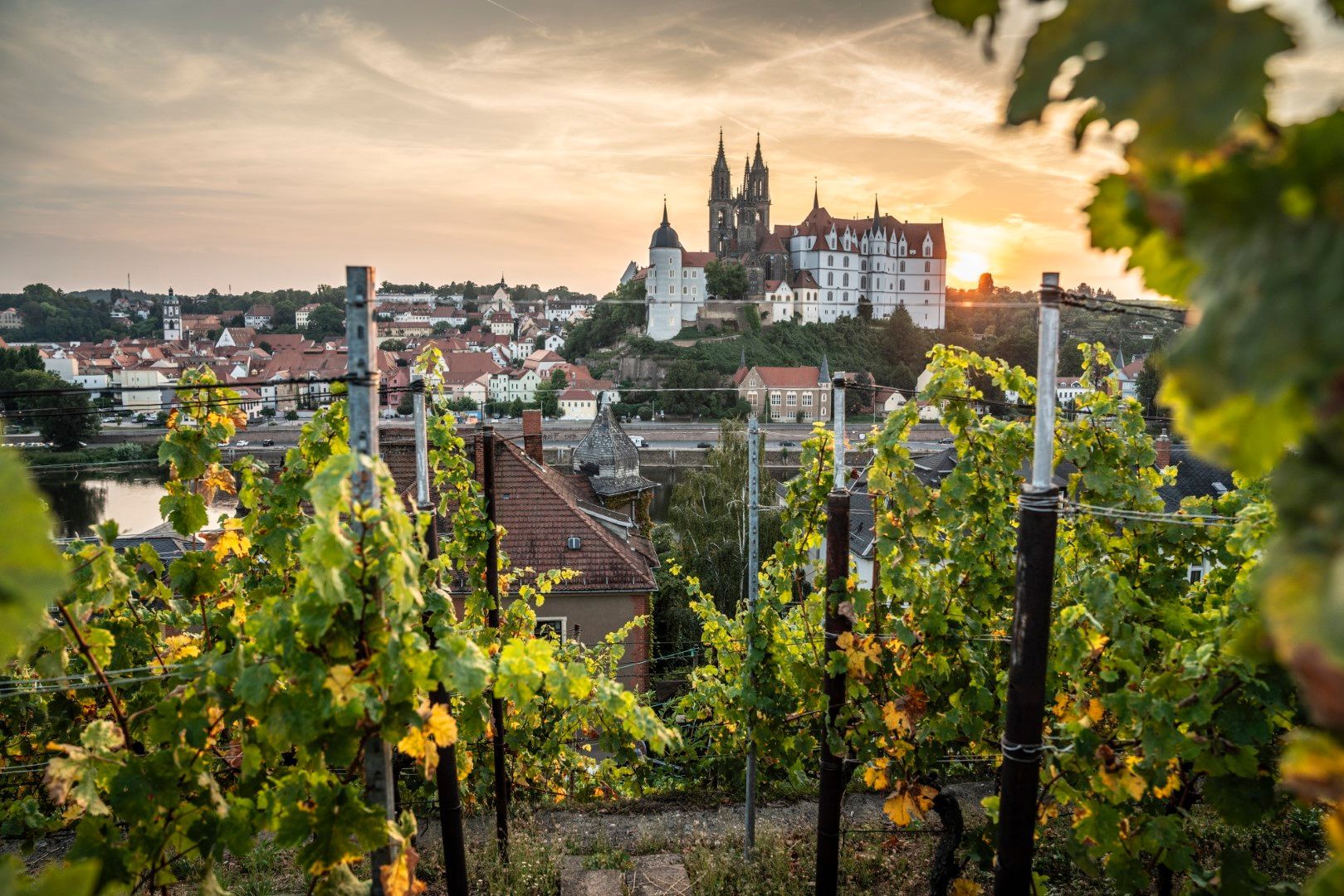Weinberg mit Schloss auf einem Hügel, das sich vor dem Sonnenuntergang abzeichnet, Bäume im Vordergrund.