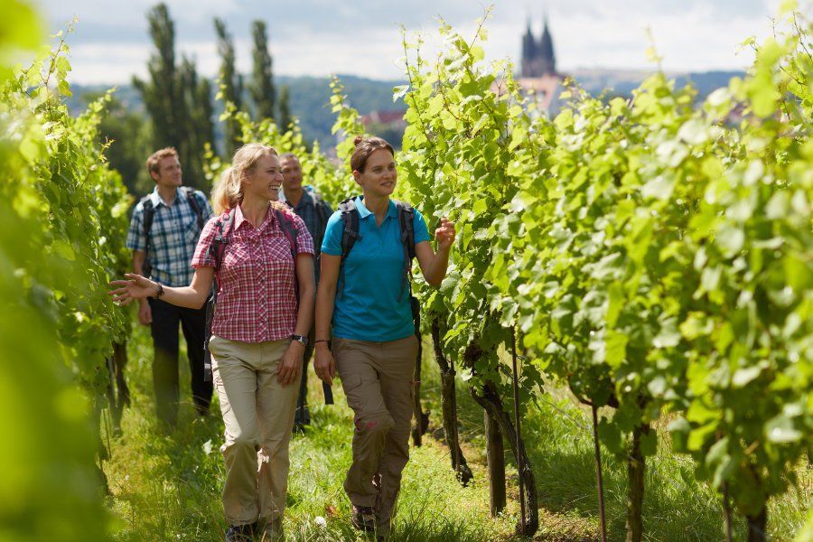 Wanderer durch einen Weinberg mit einer Stadt im Hintergrund. Grüne Weinreben, sonniger Tag, leichte Kleidung.