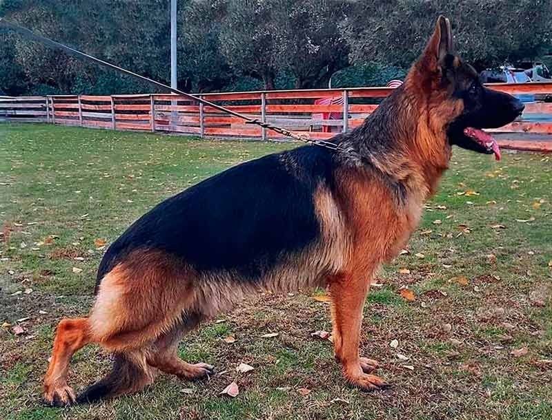 Un perro pastor alemán está parado en el césped con una correa.